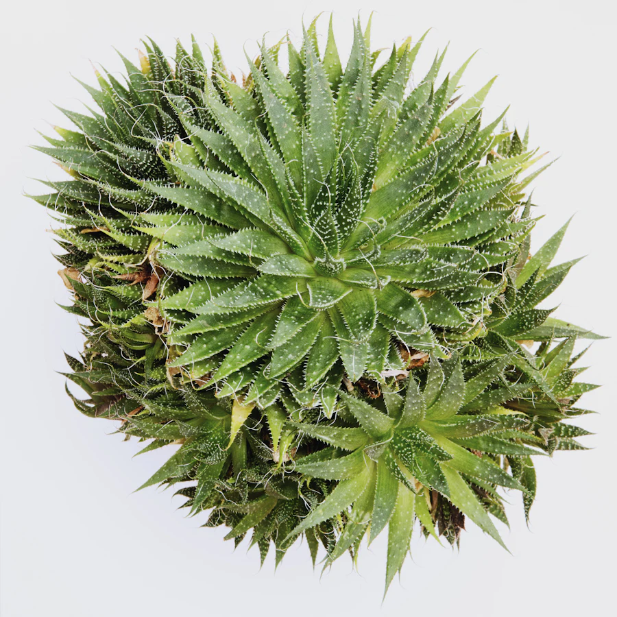 An aloe vera plant from above