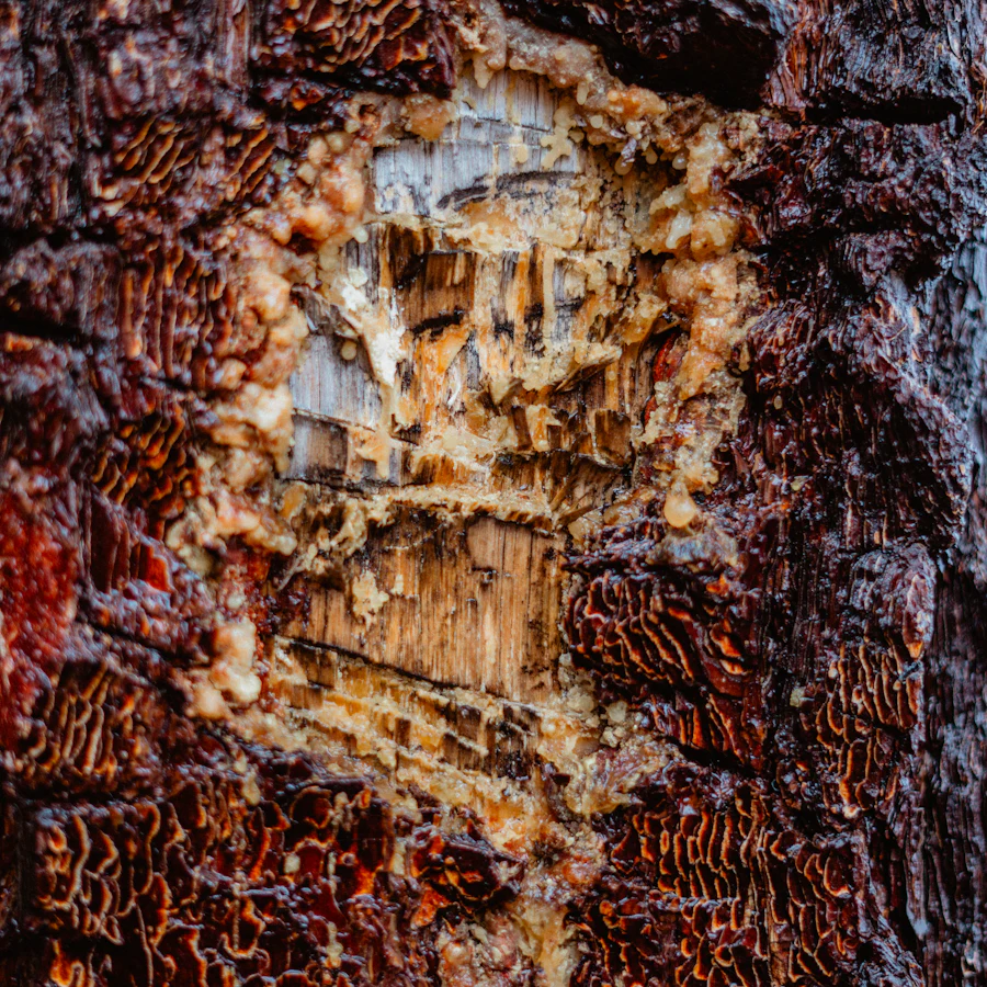 Close-up of tree bark