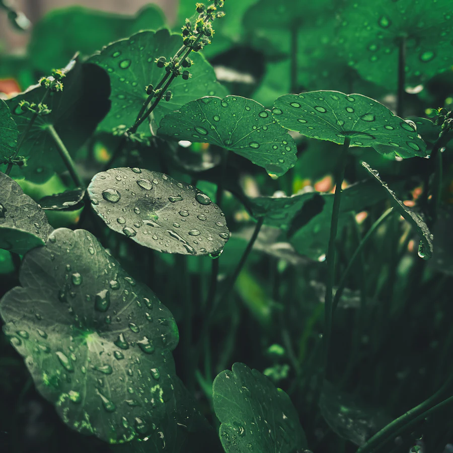 Round green centella leaves covered in raindrops