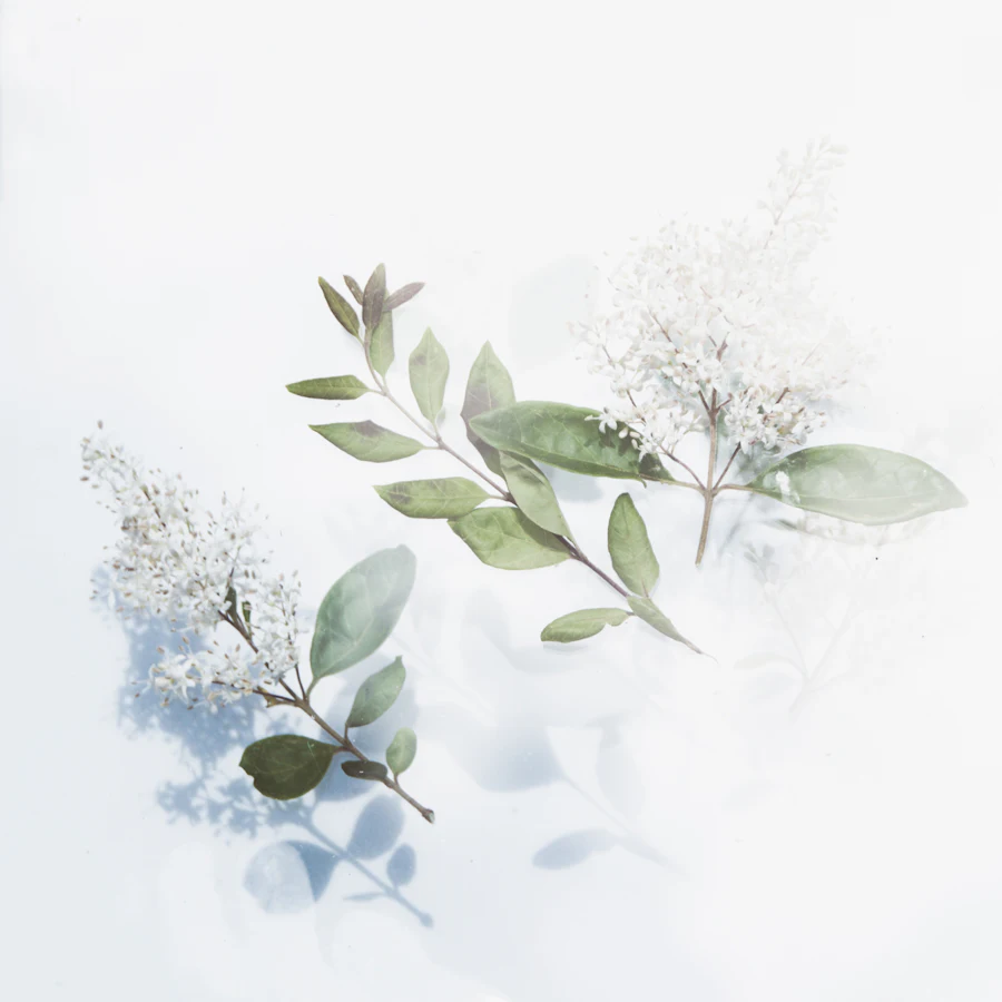 Small white flowers and leaves