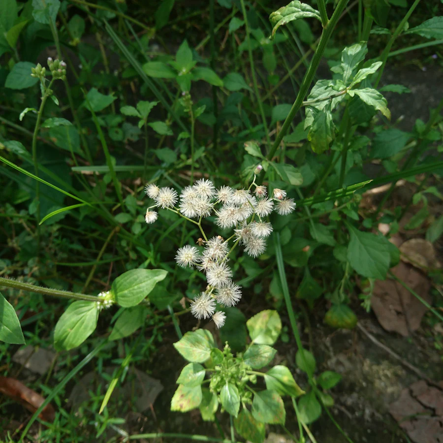 Mugwort growing wild