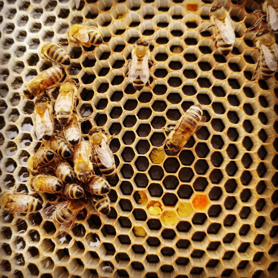 Honeybees on golden honeycomb