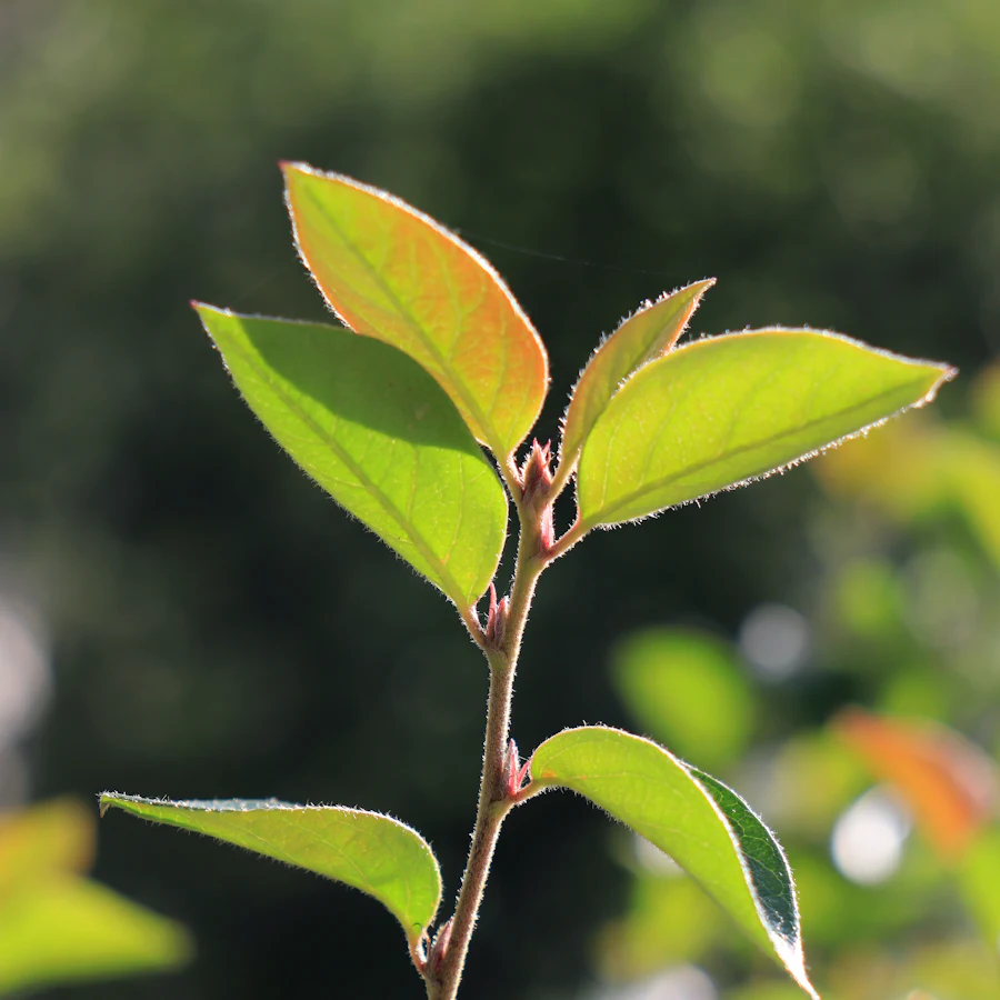 Young green leaves backlit by the sun