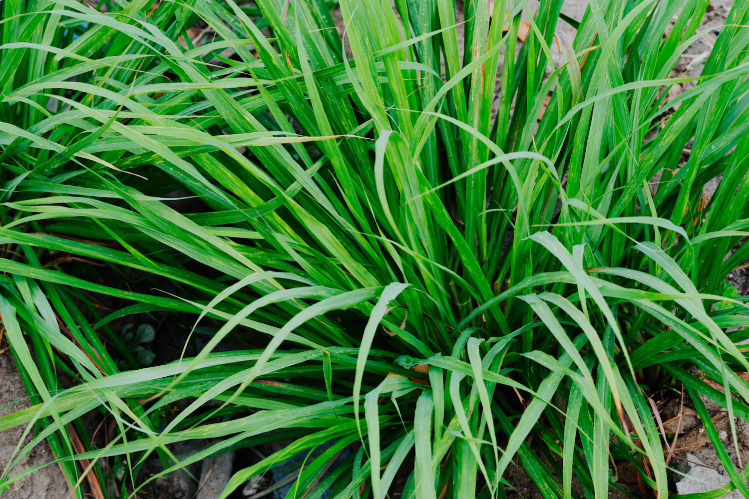 Fresh lemongrass growing in a Thai garden