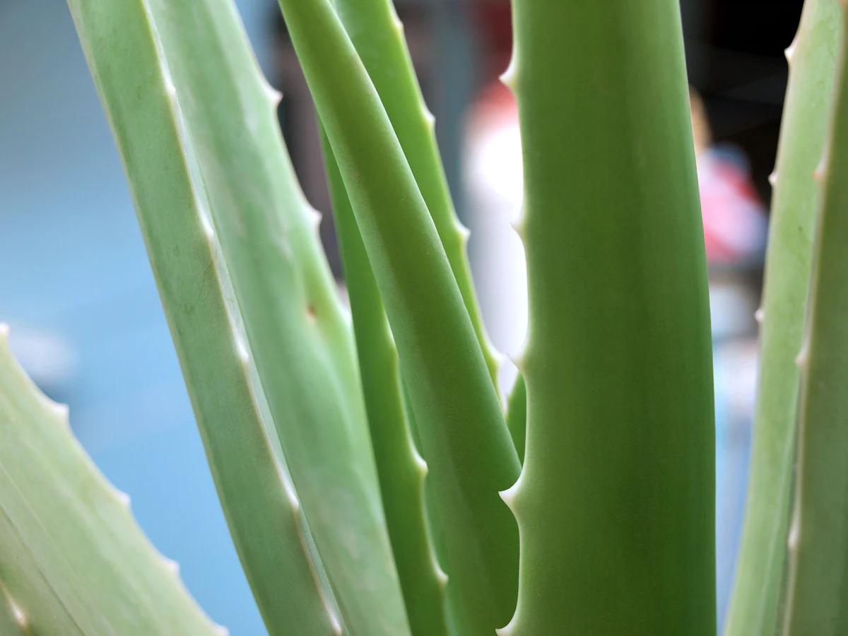 Fresh aloe vera leaves