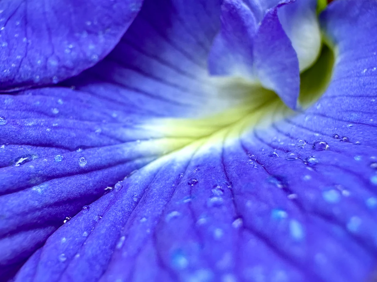 A butterfly pea flower in close-up